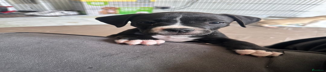 Mixed Breed Puppy 5