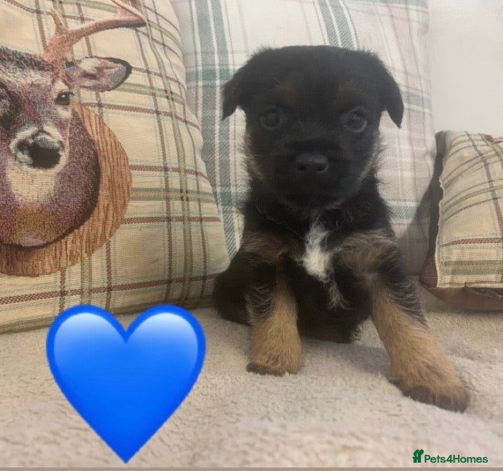 Border Terrier dogs KC reg border terrier puppies  - Advert 1