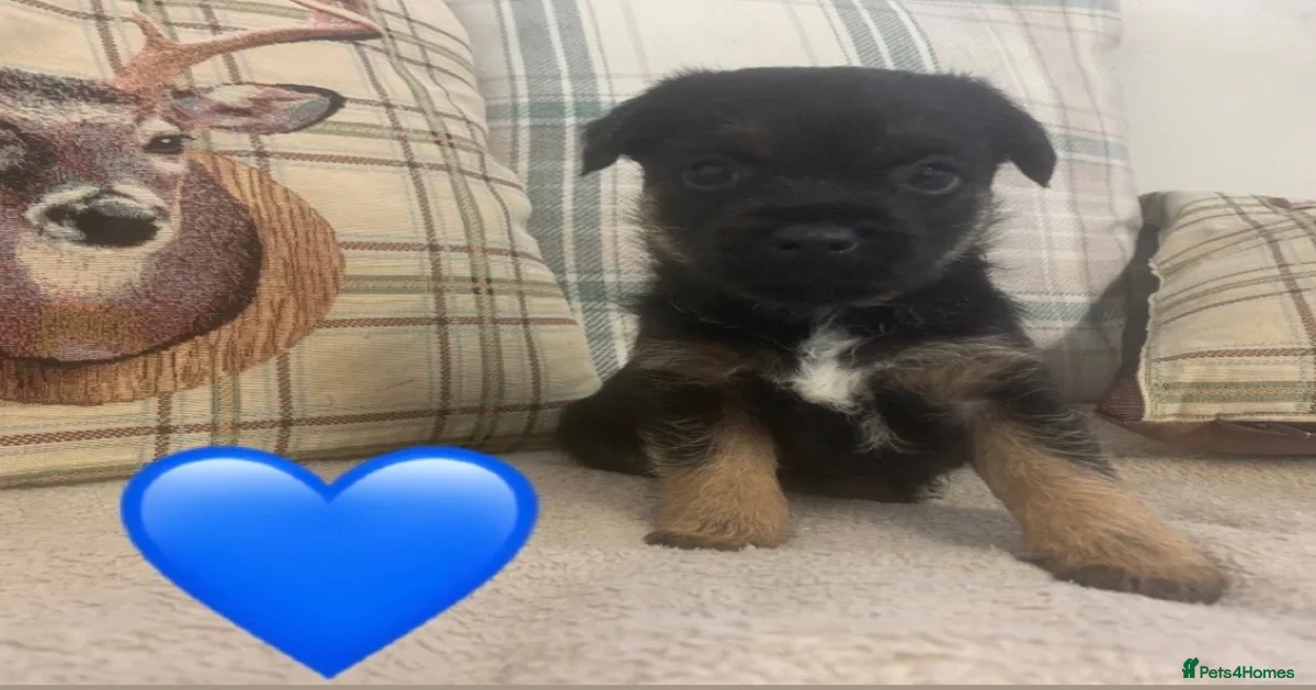 border-terrier-puppies-for-sale-pets4homes