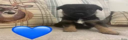 Border Terrier dogs for sale: KC reg border terrier puppies  - Advert 1