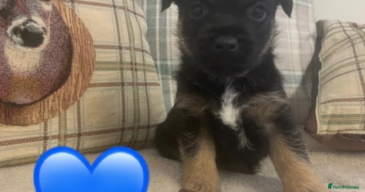 Border Terrier Puppies For Sale Pets4Homes border-terrier-puppies-for-sale-pets4homes