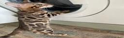 Bengal cats for sale: Bengal kitten GCCF registred  - Advert 4