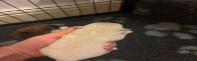 Pomeranian 4