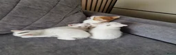 Mixed Breed cats for sale: 💥💥💥Siberian cross 💥💥💥 - Advert 8