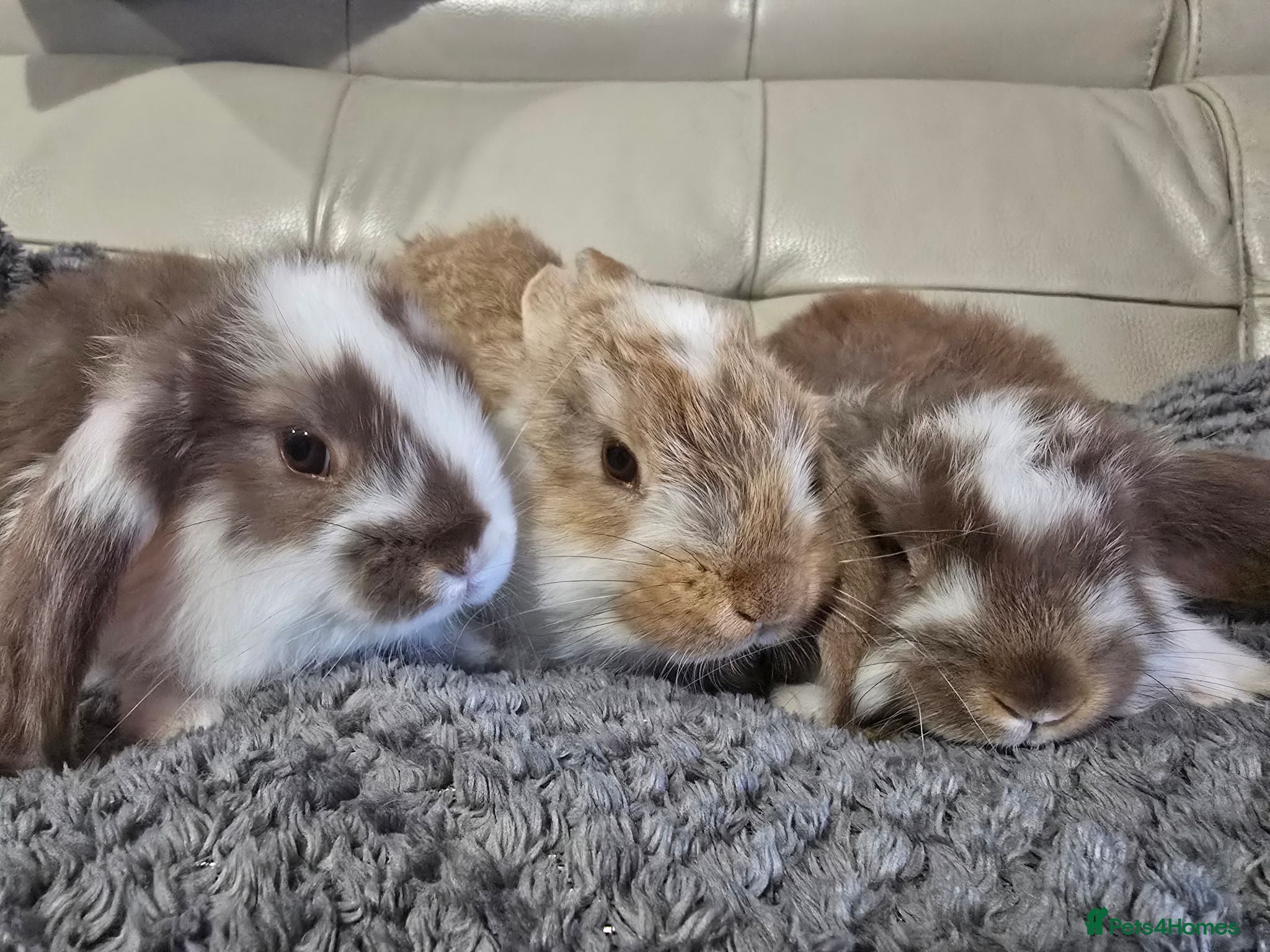 French Lop rabbits REDUCED!!! Giant french lop bunnies - Advert 2