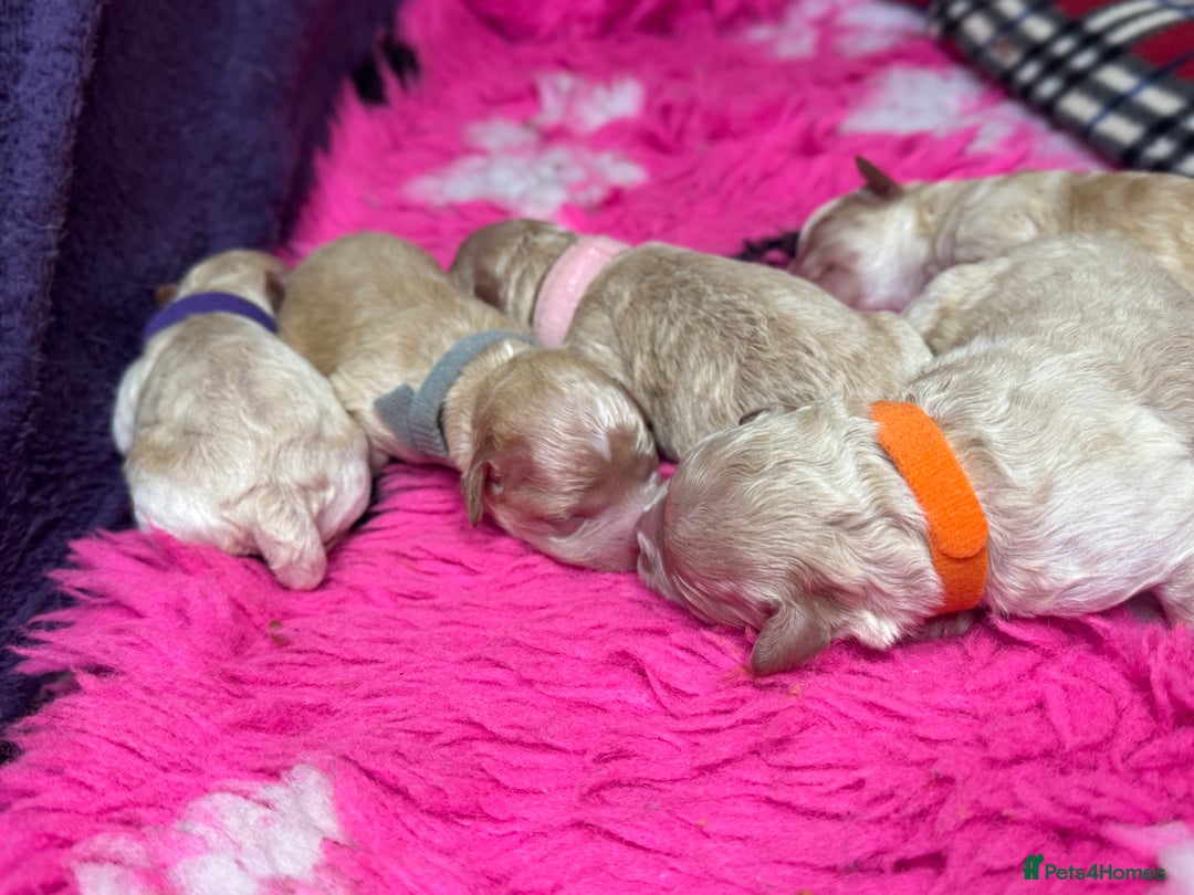 Cavapoo dogs for sale:  F1 poochons health tested parents 🐶 - Advert 6