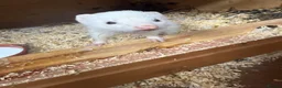 Ferret rodents for sale: Black eyed white Jill  - Advert 2