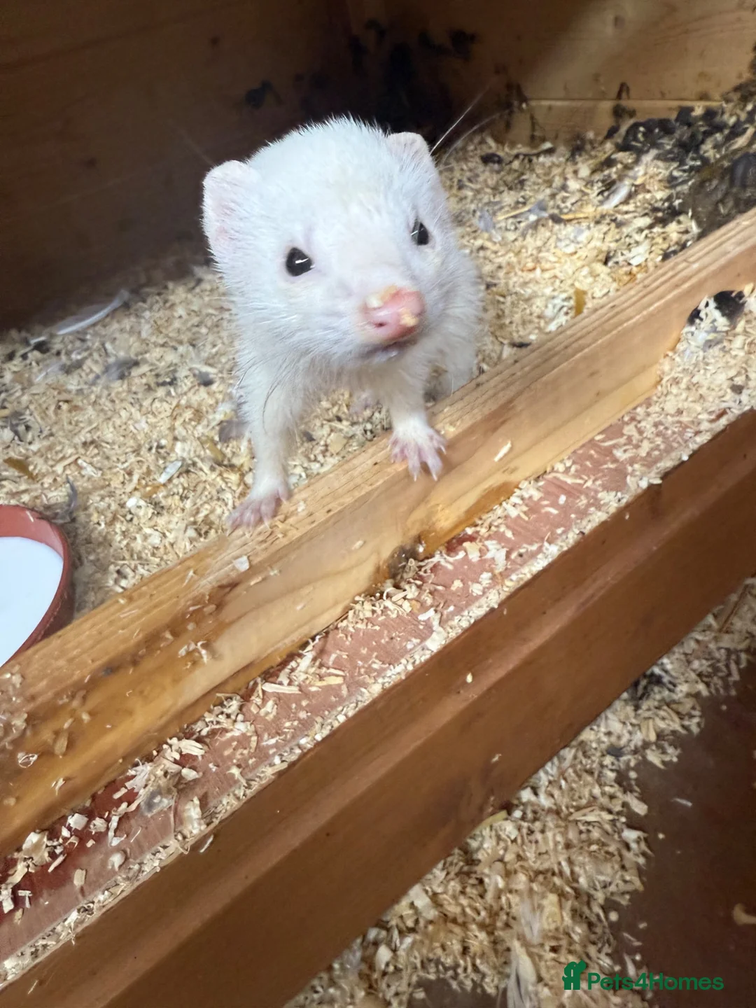 Ferret rodents for sale: Black eyed white Jill  - Advert 2