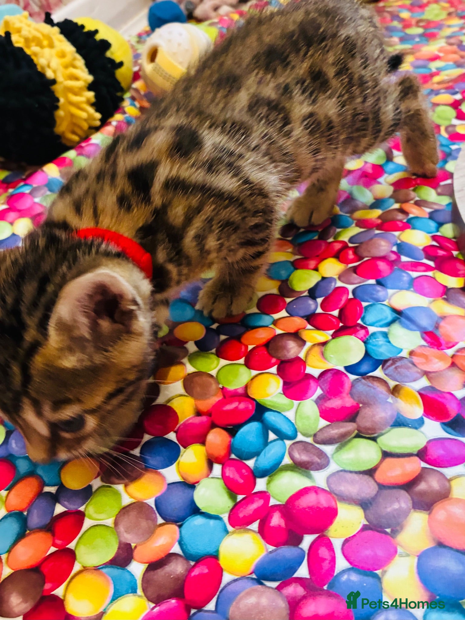 Bengal cats Beautiful Bengal Kittens - Advert 2