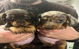 Dachshund dogs for sale: 4 gorgeous puppies for sale - Image 22