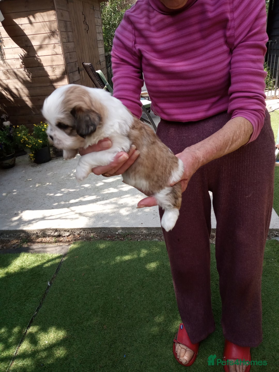 Lhasa Apso dogs for sale: LHASA APSO PUPPIES - Image 7