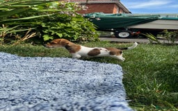 Jack Russell dogs for sale: 5 Available: Jack Russell Puppies. 2 Girls, 3 Boys - Image 14
