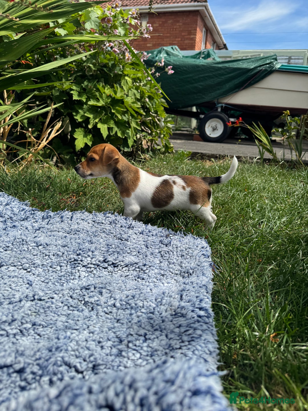 Jack Russell dogs for sale: 5 Available: Jack Russell Puppies. 2 Girls, 3 Boys - Image 14