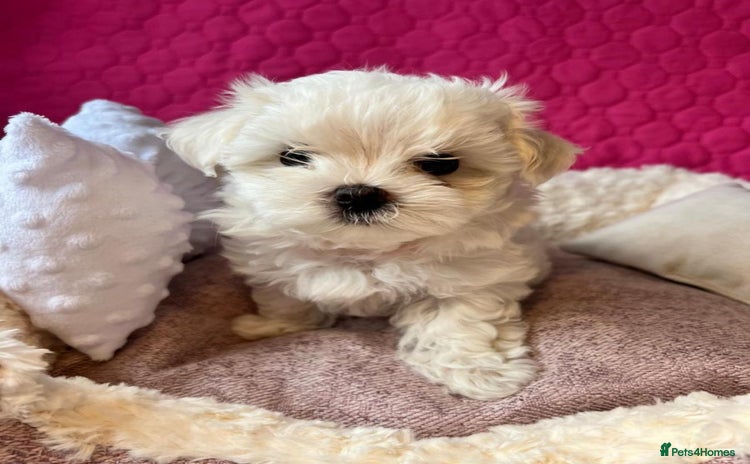 Maltese dogs - Advert 16
