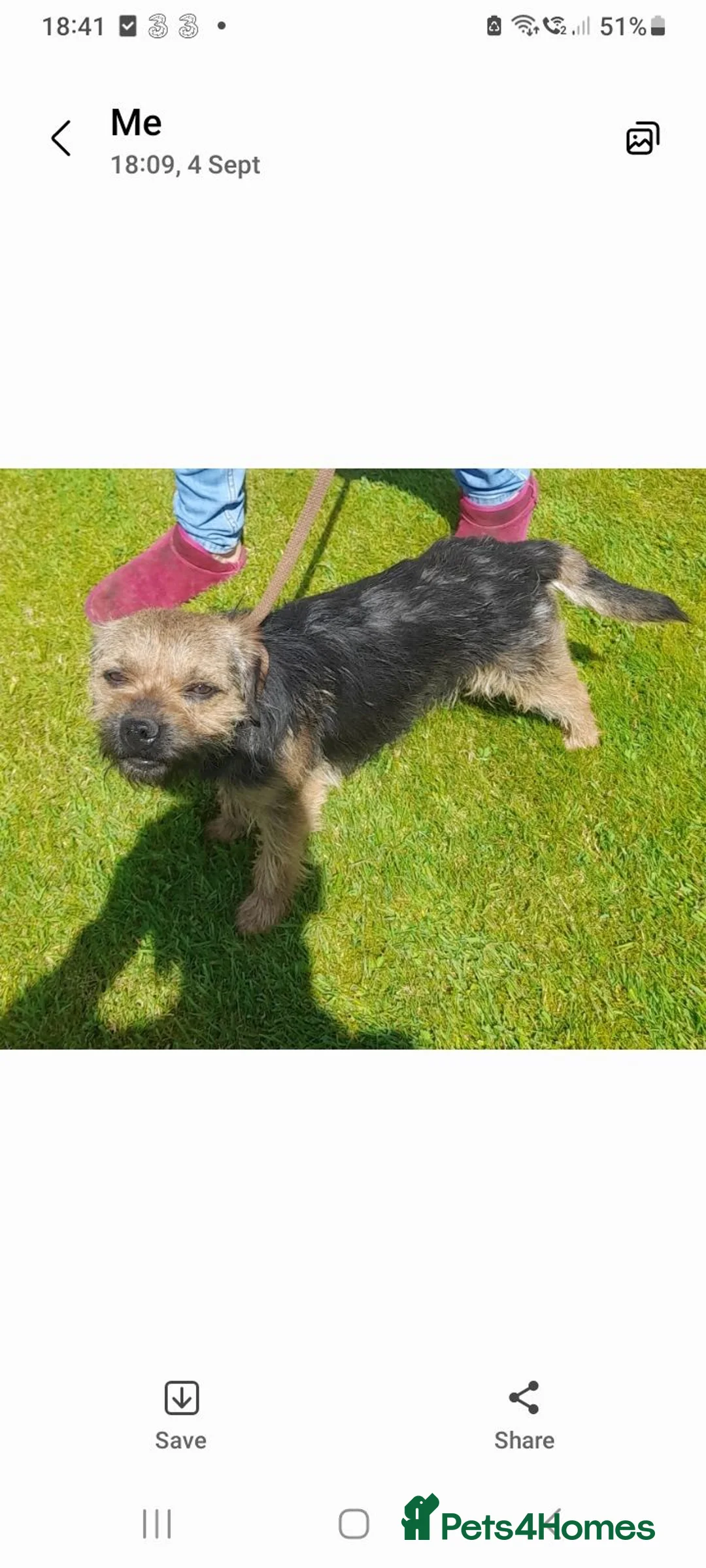 Border Terrier dogs for stud: Blue and tan stud dog available  - Advert 2