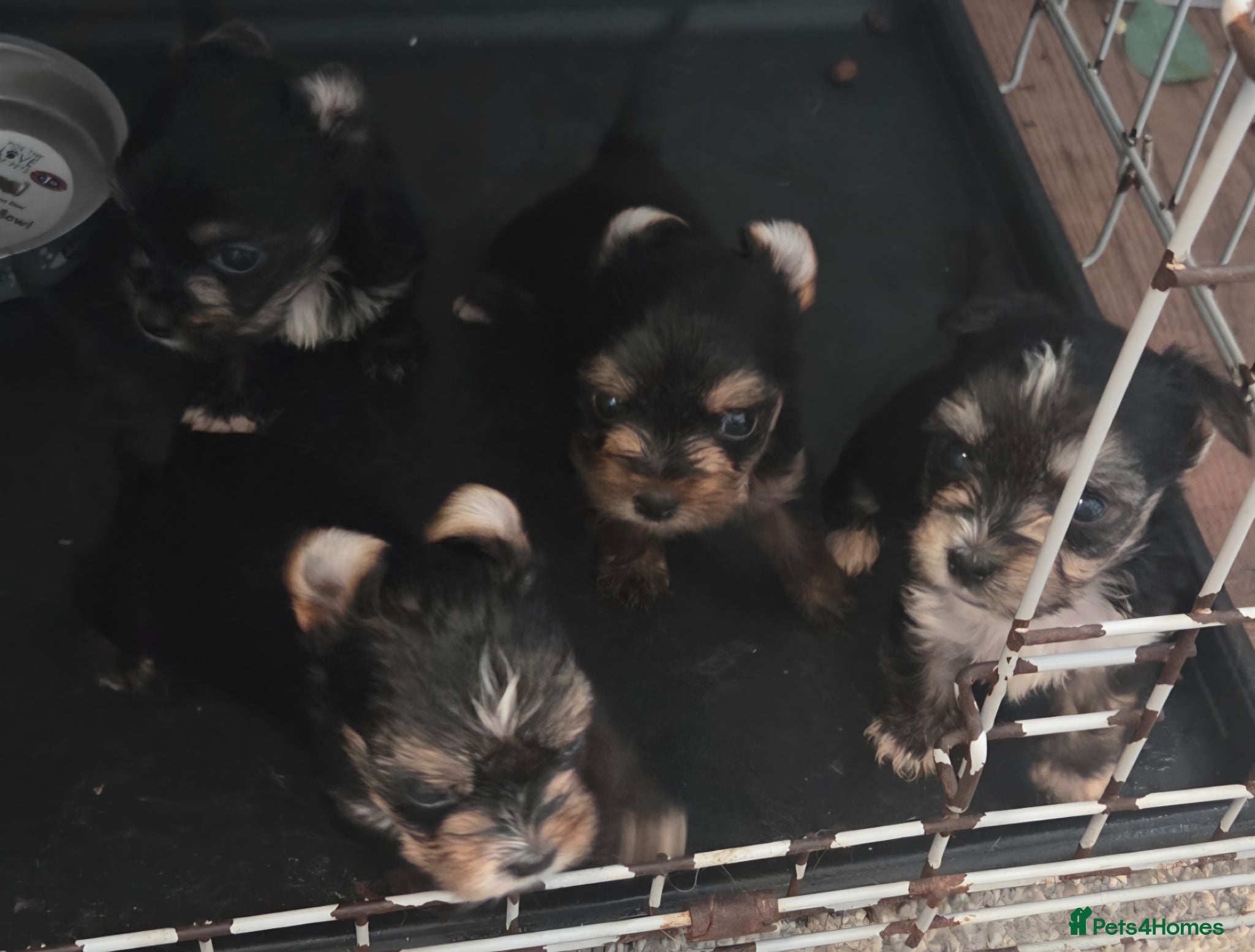 Mixed Breed dogs 4 puppies - Advert 12