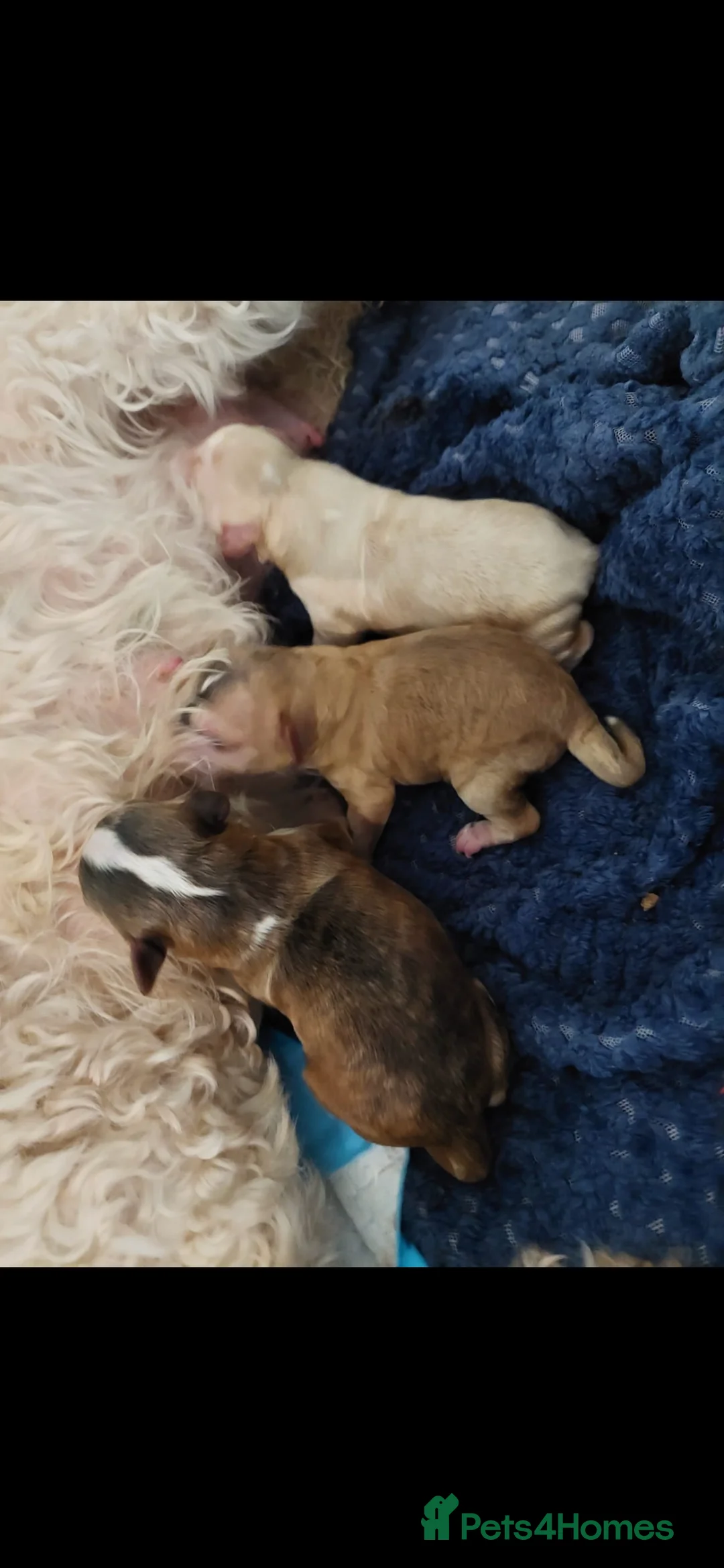 Miniature Poodle dogs for stud: ❤️ DNA Health Tested Beautiful red poodle for stud - Advert 12