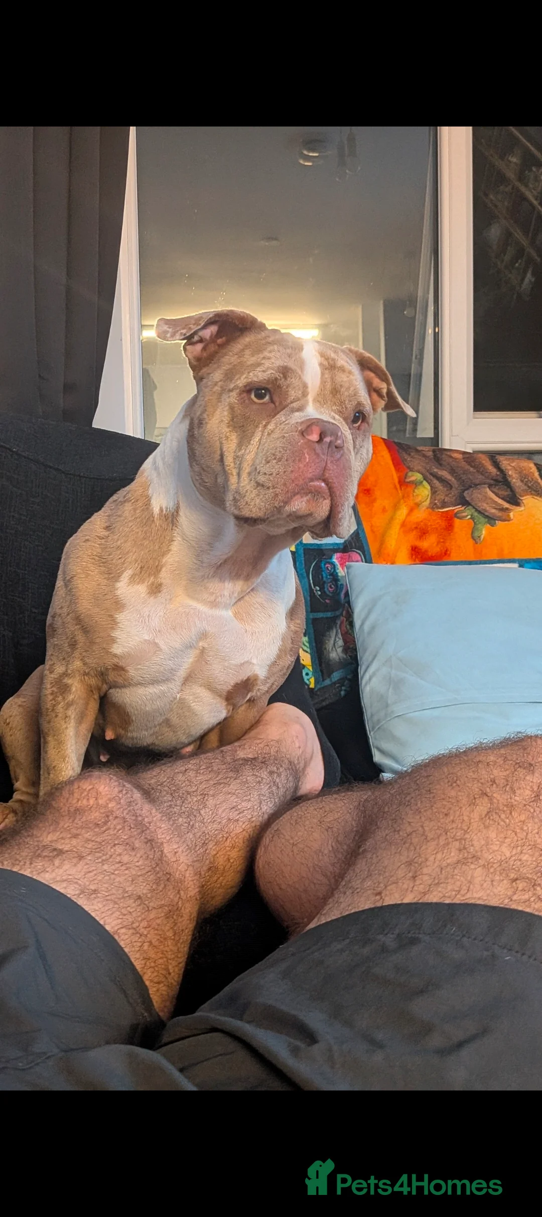 American Bully dogs for adoption: Pocket Bully rehoming. in Penarth - Advert 2