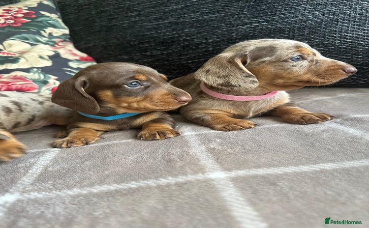 Miniature Dachshund dogs - Advert 6