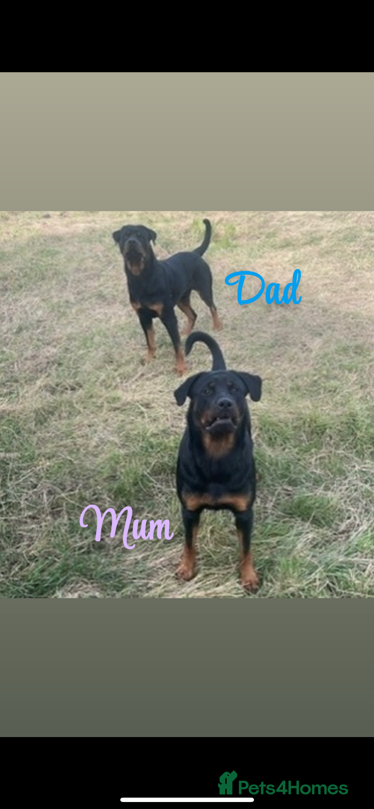 Rottweiler dogs ⭐ LAST TWO ROTTWEILER PUPPIES LEFT ⭐  - Advert 2