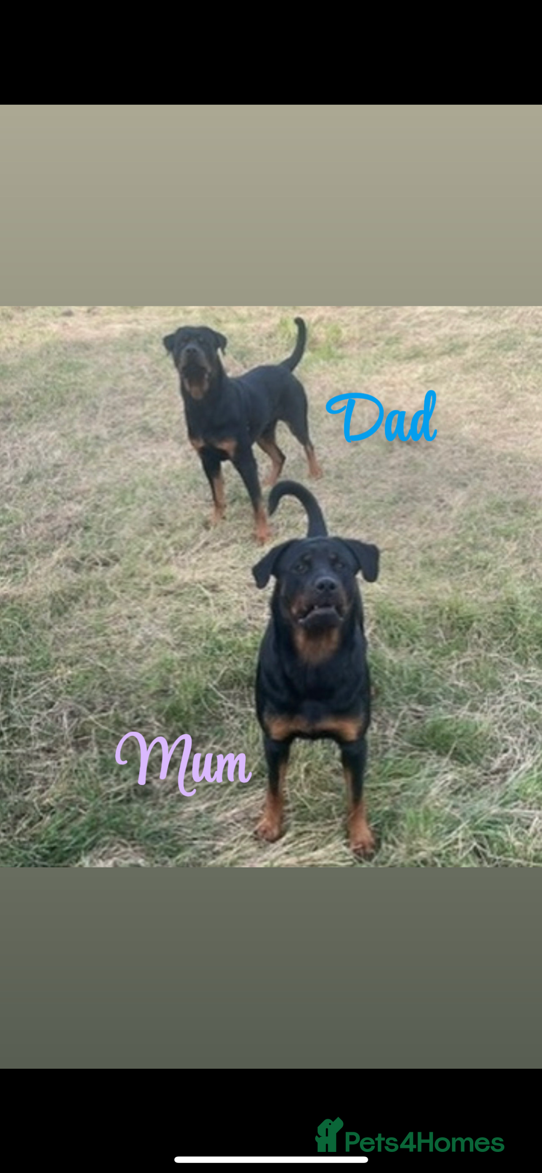 Rottweiler dogs for sale: ⭐ LAST THREE ROTTWEILER PUPPIES LEFT ⭐  - Advert 3