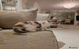 Exotic cats for sale: Super high quality Exotics - TICA reg pedigree - Image 8