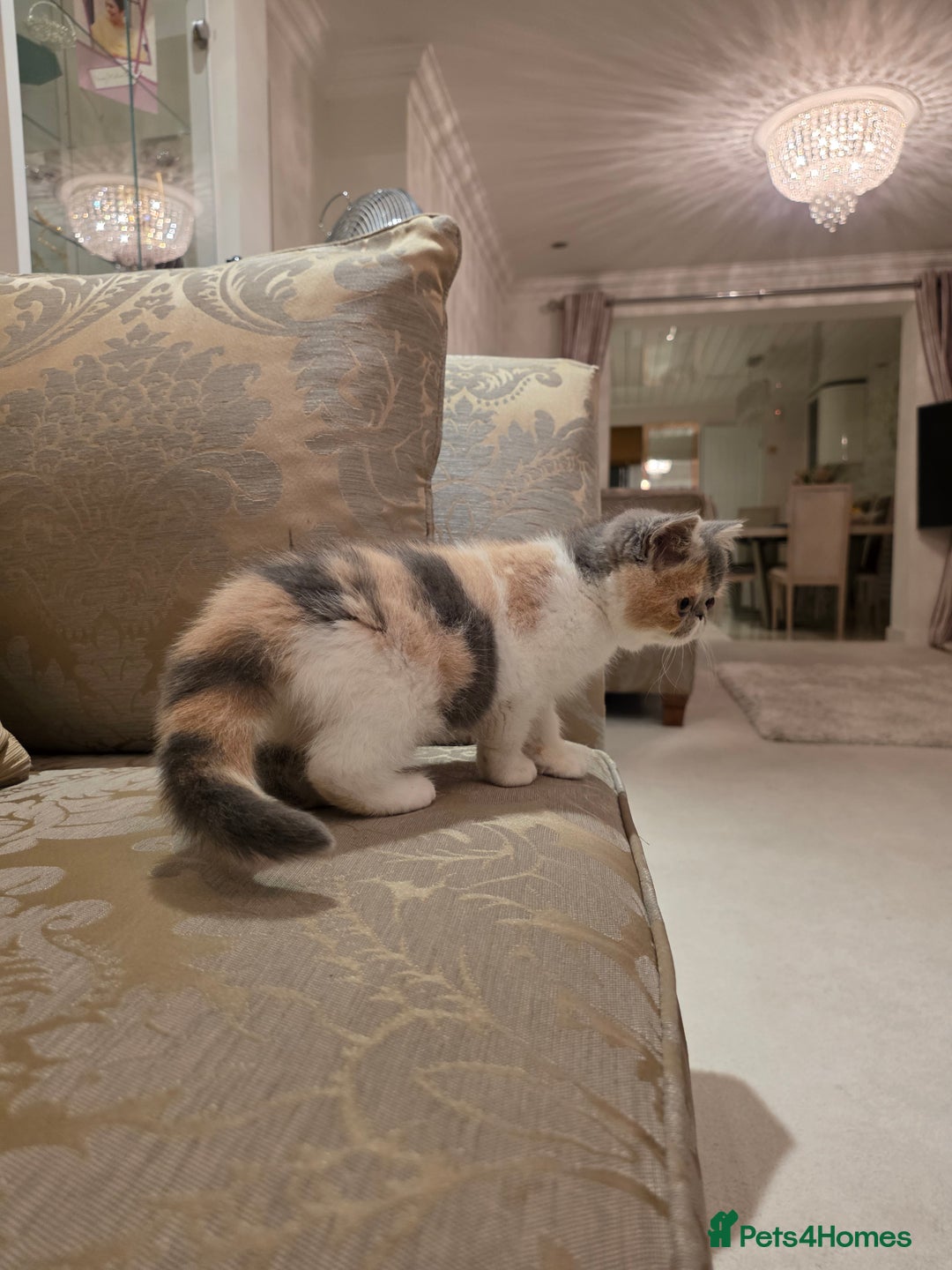 Exotic cats for sale: Super high quality Exotics - TICA reg pedigree - Image 8