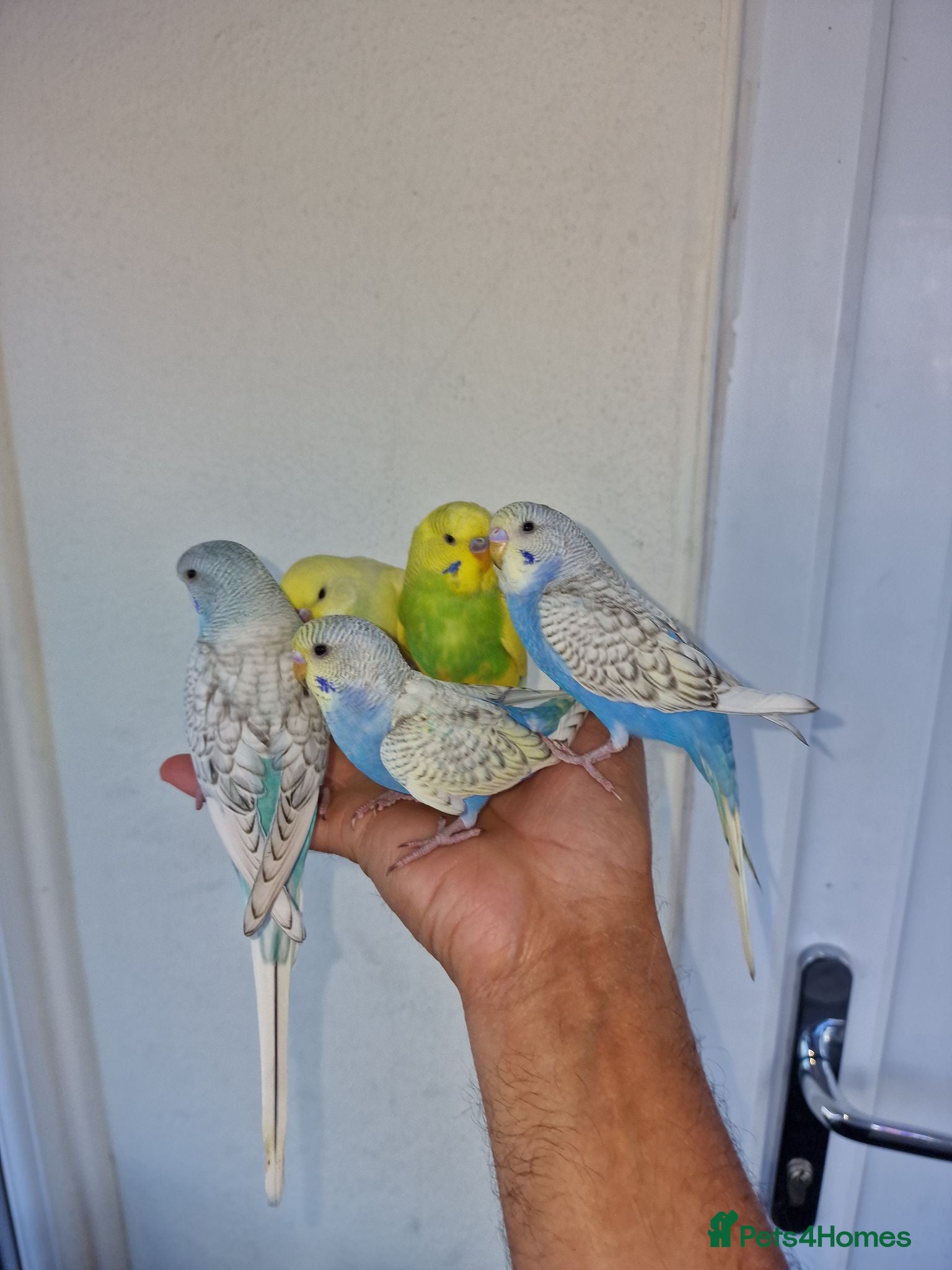 Budgerigars birds Super Hand Tamed Baby Budgies for sale. - Advert 16