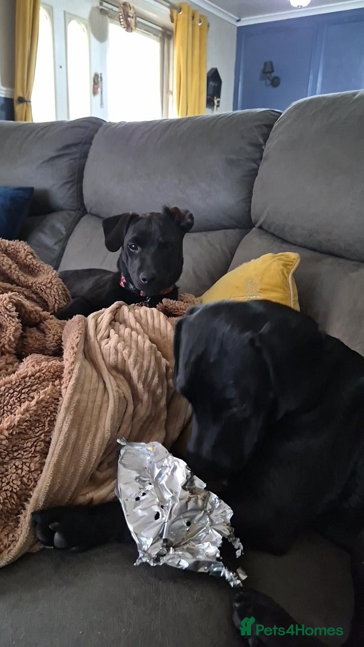 Patterdale Terrier dogs Patterdale terrier  - Advert 5