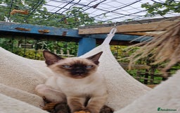 Mixed Breed cats for sale: Bengamese kittens, Bengal/Siamese mix  - Image 17