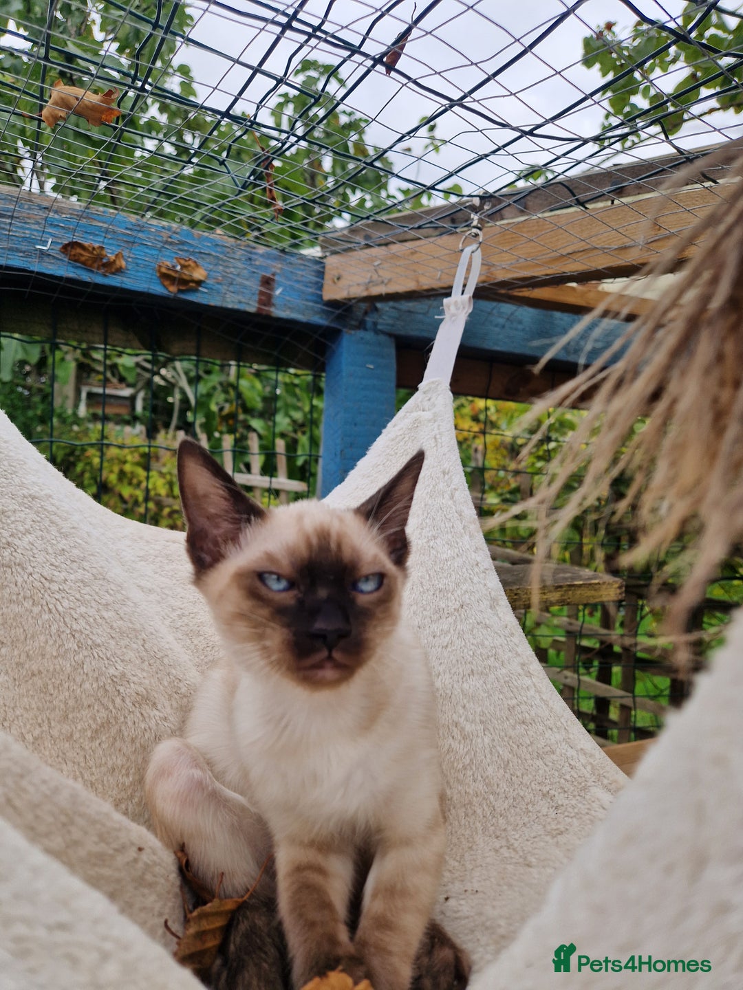 Mixed Breed cats for sale: Bengamese kittens, Bengal/Siamese mix  - Image 17