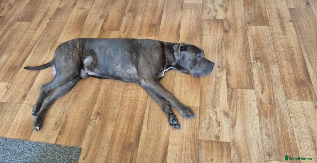 Mixed Breed dogs for sale: Gru 19 months old - Image 4