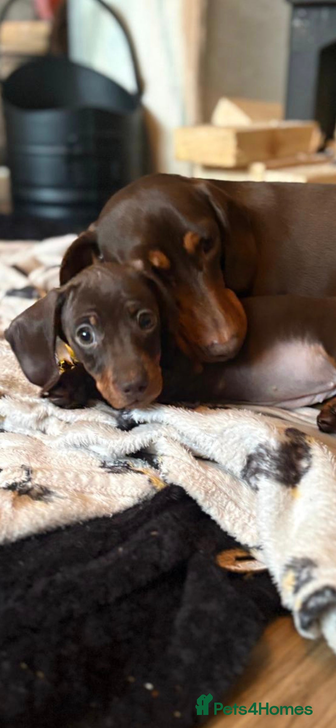 Miniature Dachshund dogs Miniture dachshund  - Advert 1