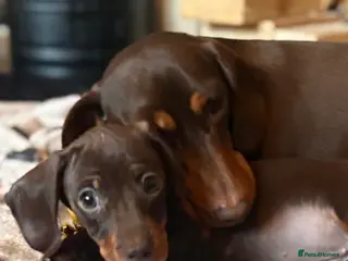 Miniature Dachshund dogs Miniture dachshund - Advert 1