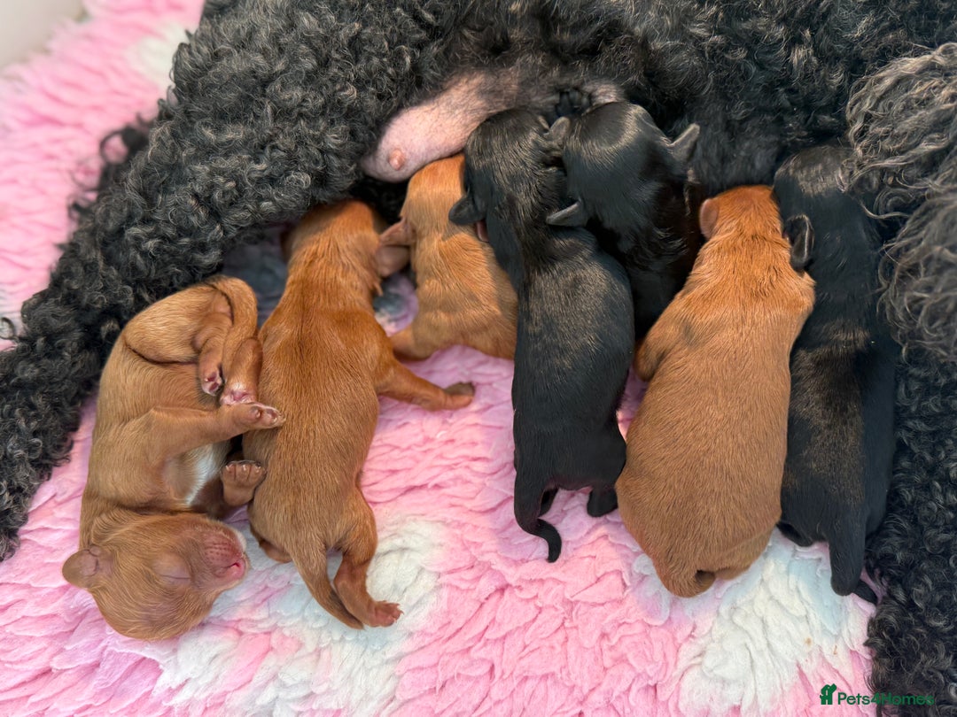 Cavapoo dogs for sale: 🧸teddy bear cavapoos 🧸 - Advert 3