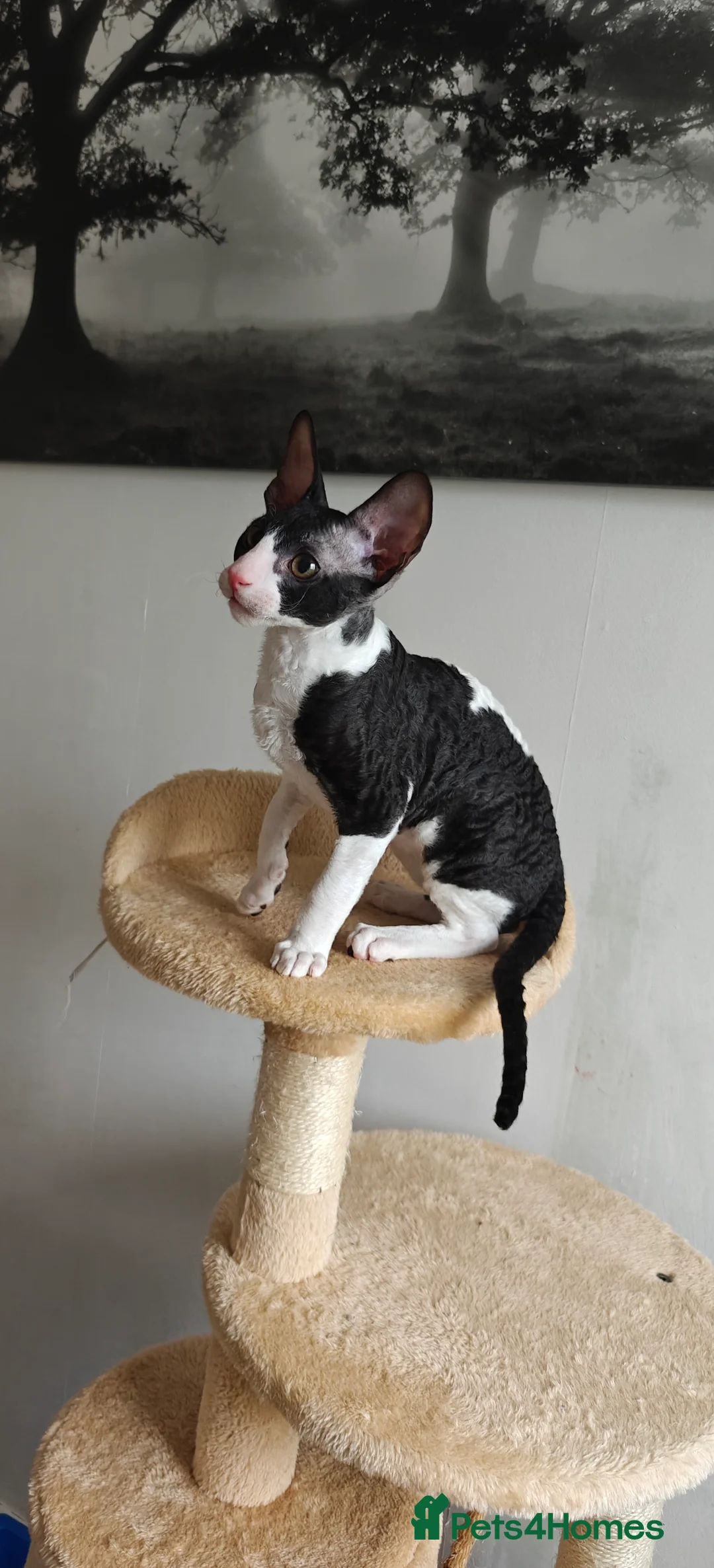 Cornish Rex cats for sale: Cornish Rex Kitten Ready for his new  home! - Advert 25