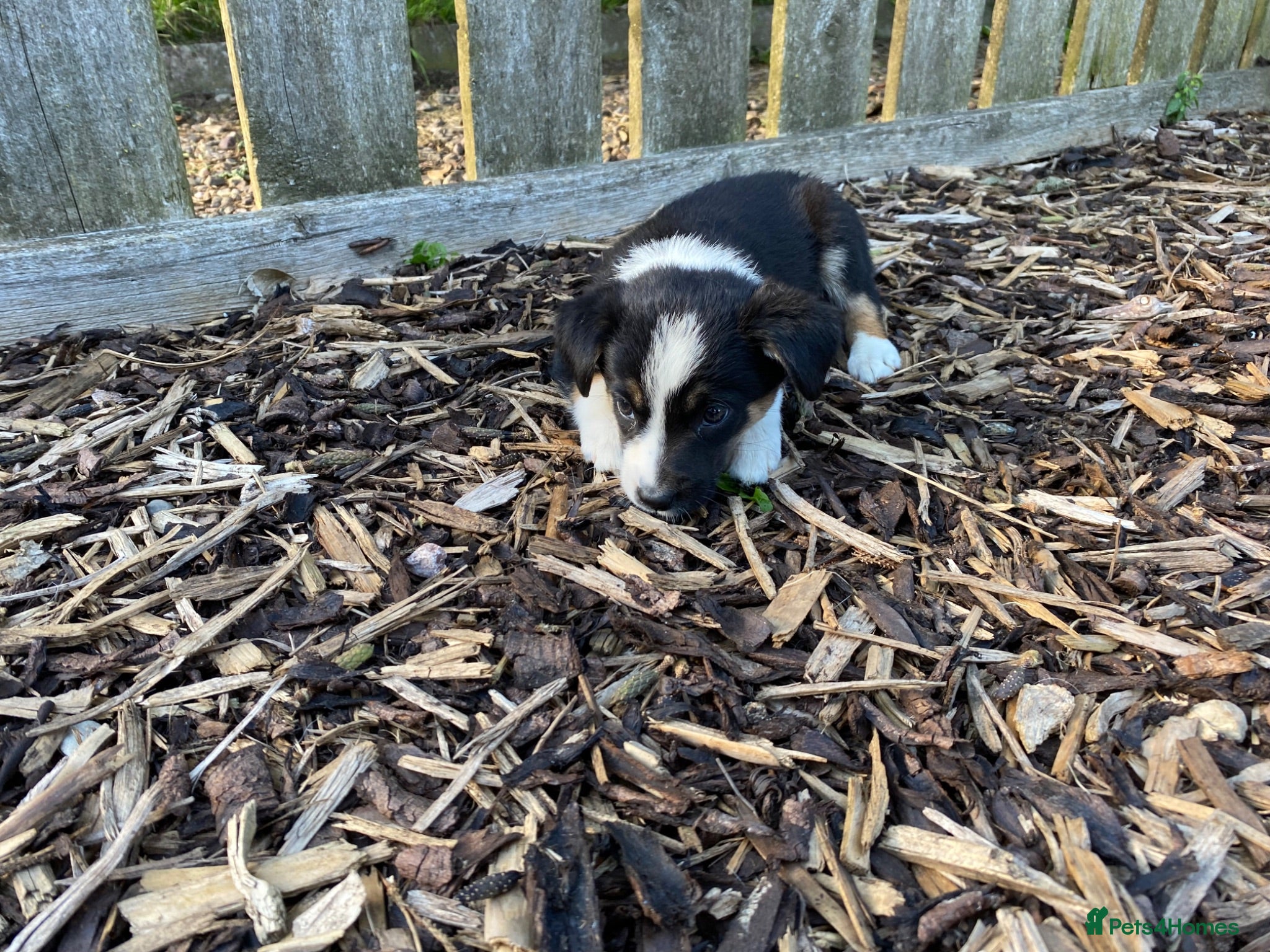 Border Collie dogs Border Collie Puppies For Sale  - Advert 2