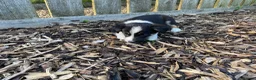 Border Collie dogs for sale: Border Collie Puppies For Sale  - Advert 2