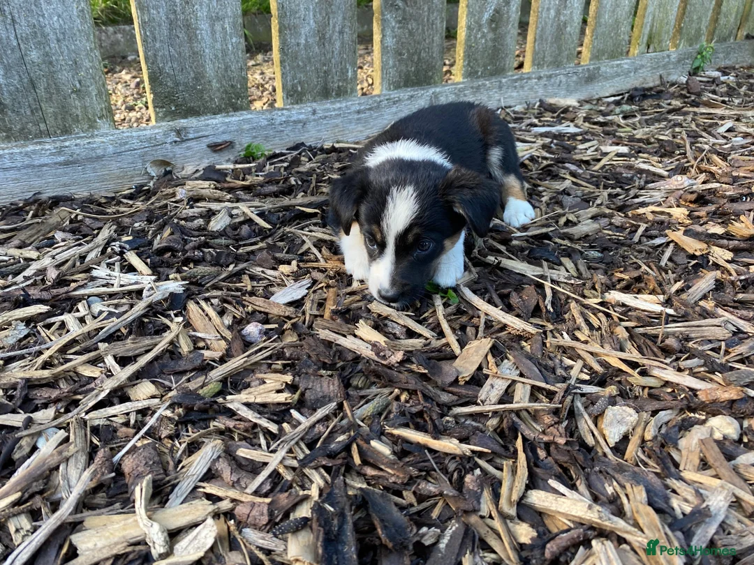 Border Collie dogs for sale: Border Collie Puppies For Sale  - Advert 2