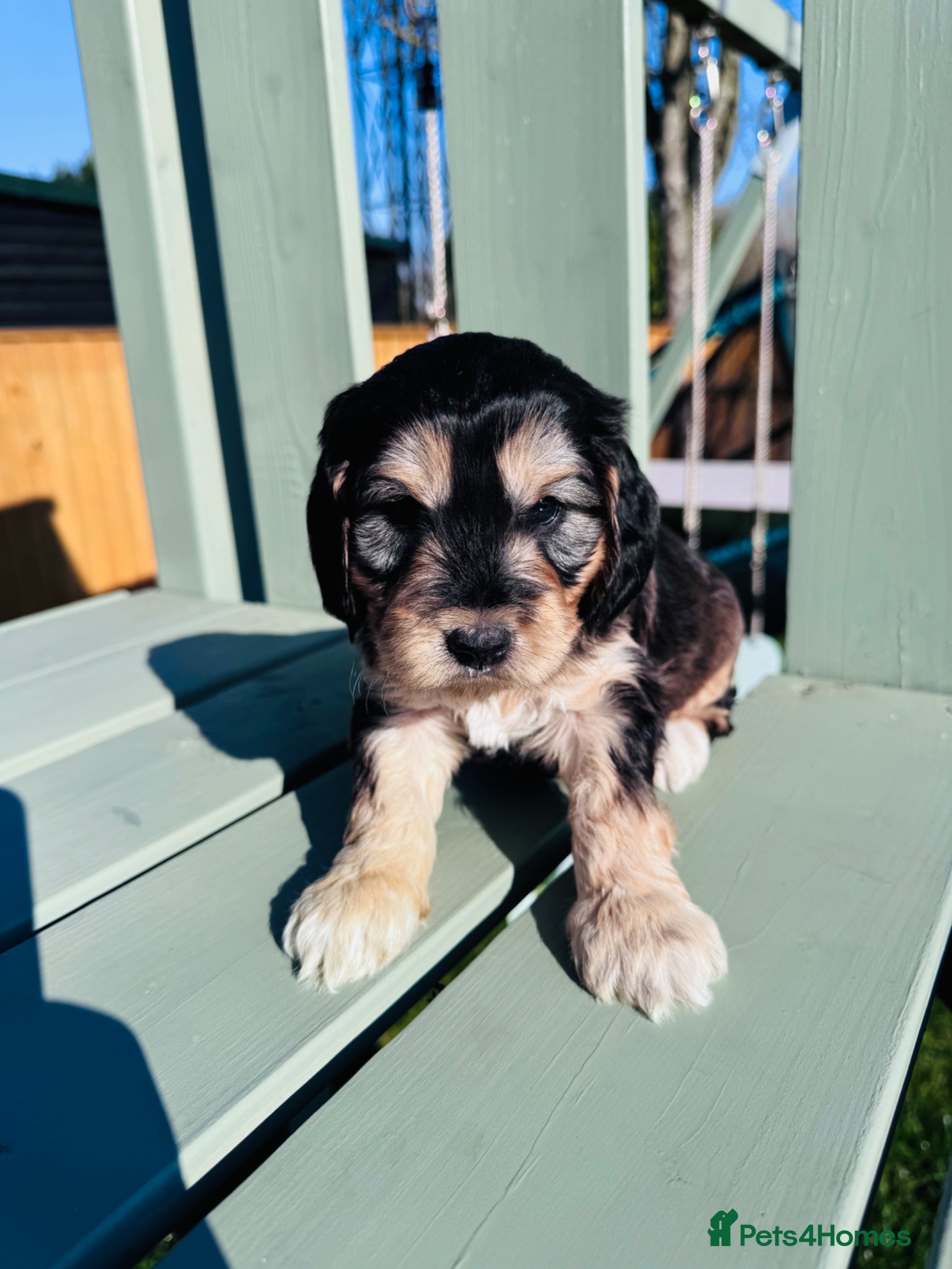 Schnoodle dogs Beautiful Schnoodle Puppies 🐾🐾🐾 - Advert 2