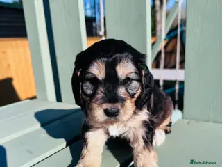 Schnoodle dogs Beautiful Schnoodle Puppies 🐾🐾🐾 - Advert 2
