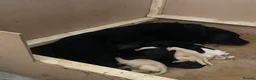 Labrador Retriever dogs for sale: 8 Labrador puppies for sale  in Saint Austell - Advert 17