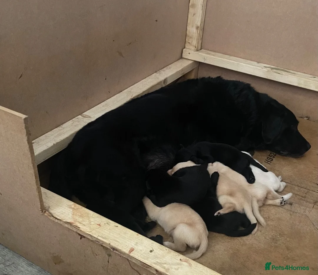 Labrador Retriever dogs for sale: 8 Labrador puppies for sale  in Saint Austell - Advert 17