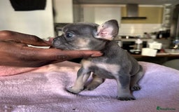 French Bulldog dogs for sale: Adorable French Bulldog Puppies in Barking - Image 16