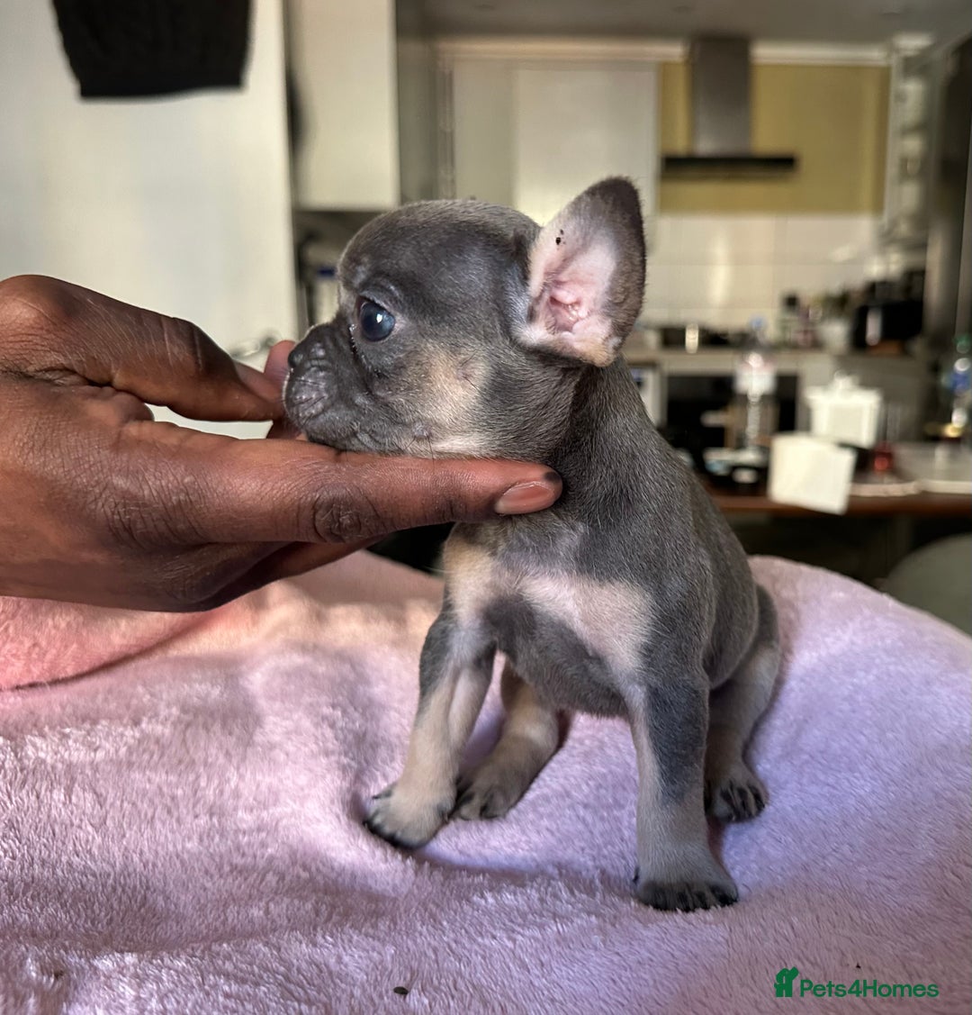French Bulldog dogs for sale: Adorable French Bulldog Puppies in Barking - Image 16