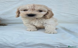 Cockapoo dogs for sale: Cockapoo - Image 11