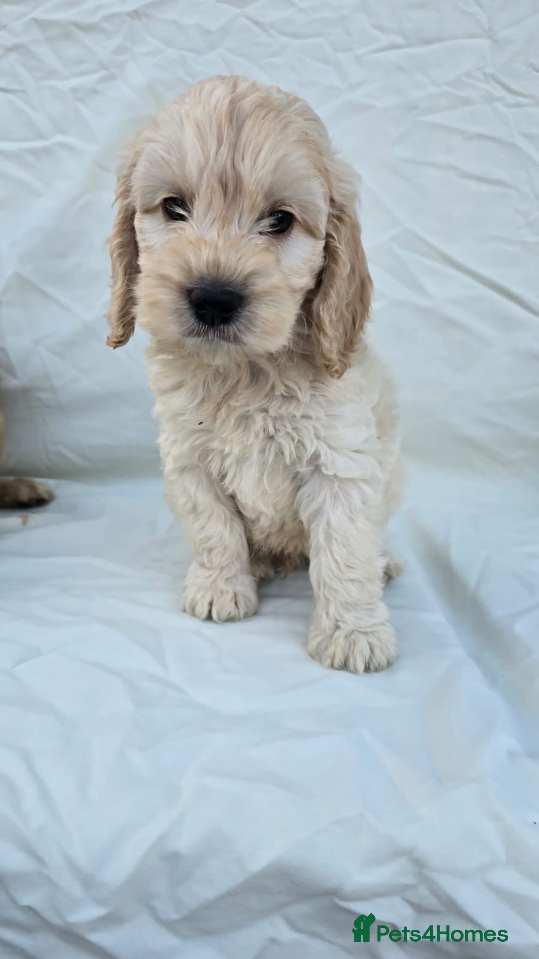 Cockapoo dogs for sale: Cockapoo - Image 11