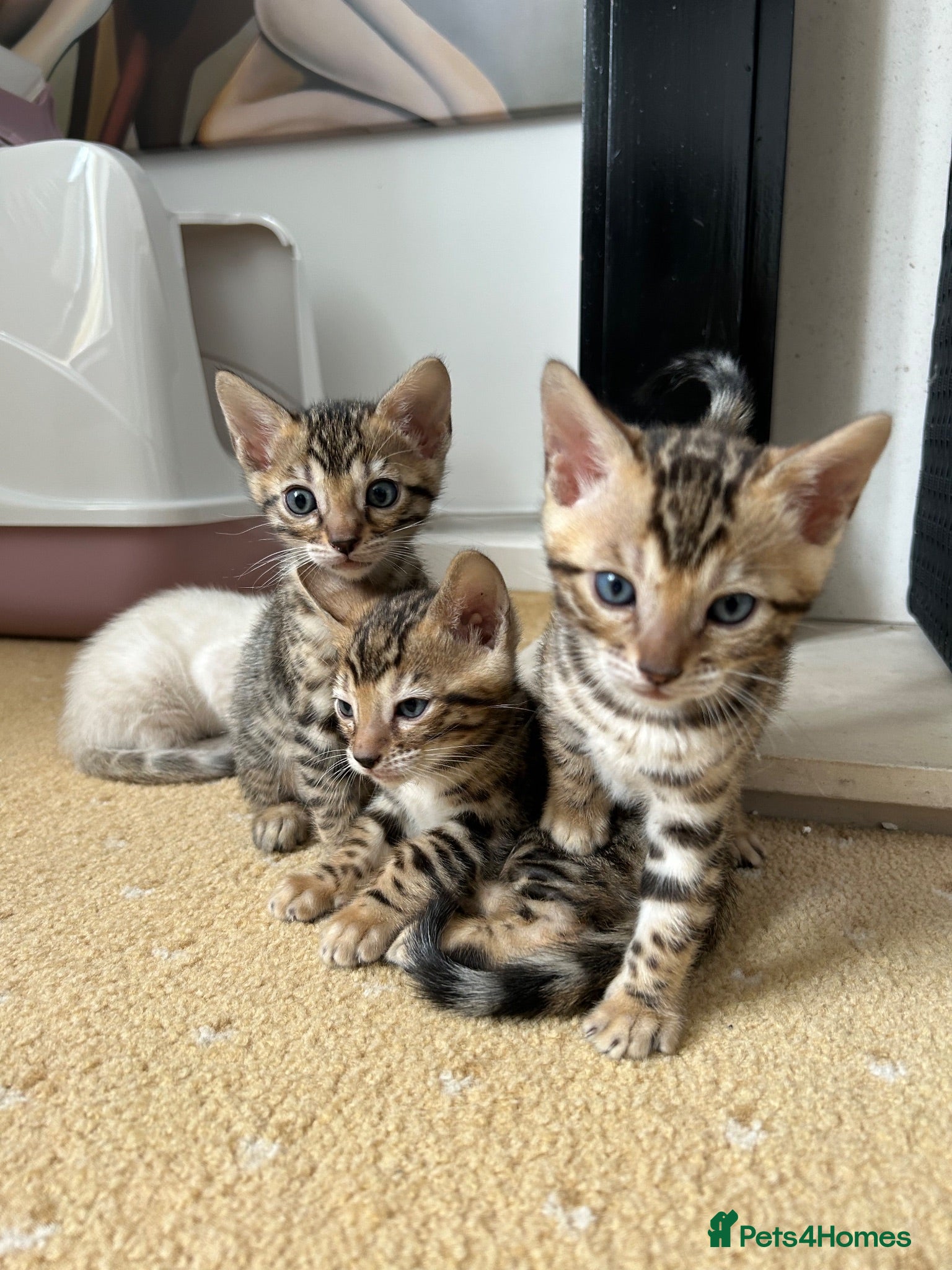 Bengal cats Bengal kittens - Advert 1
