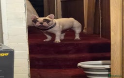 French Bulldog dogs for sale: Sad sale - Advert 5