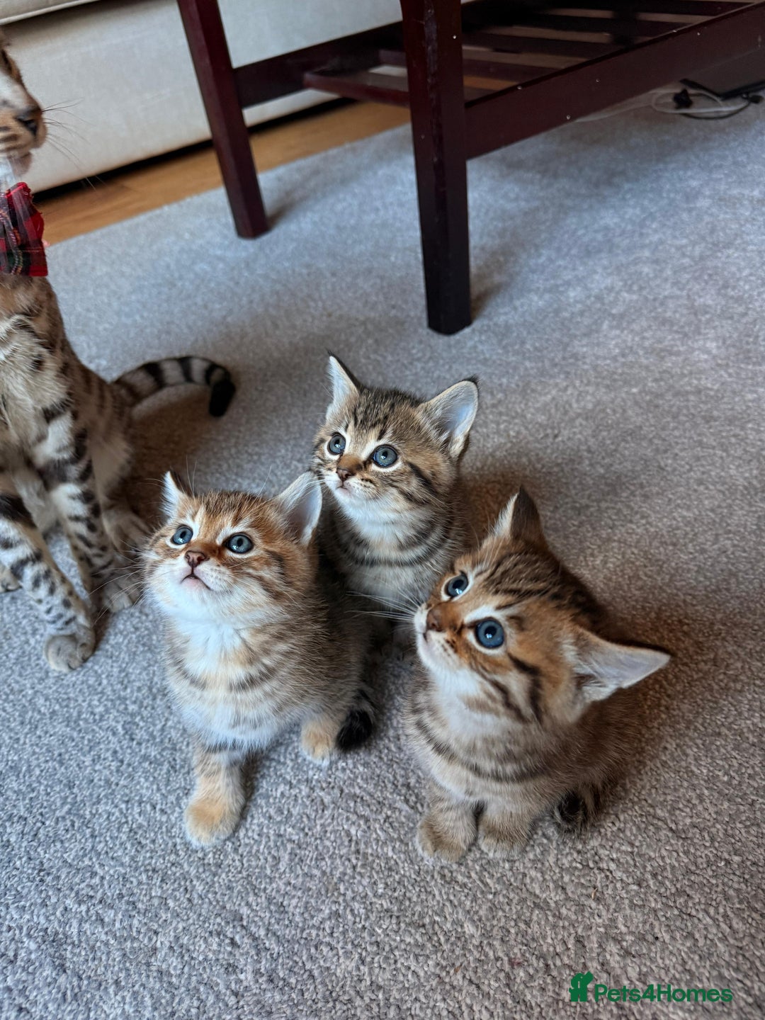 Mixed Breed cats for sale: Beautiful Ragdoll Bengal Cross Kittens - Advert 15